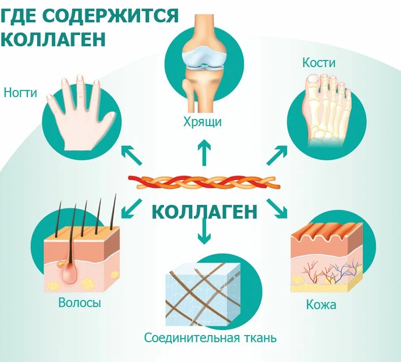 где содержится коллаген.png